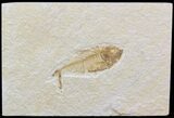 Bargain Diplomystus Fossil Fish - Wyoming #44206-1